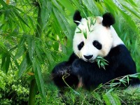 chengdu-panda-tour1